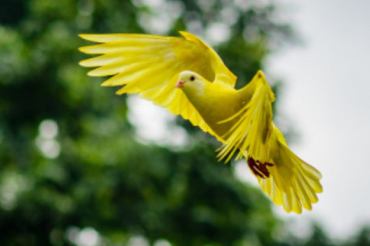 Canary in flight with sky and trees in background